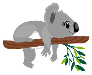 Koala on a branch